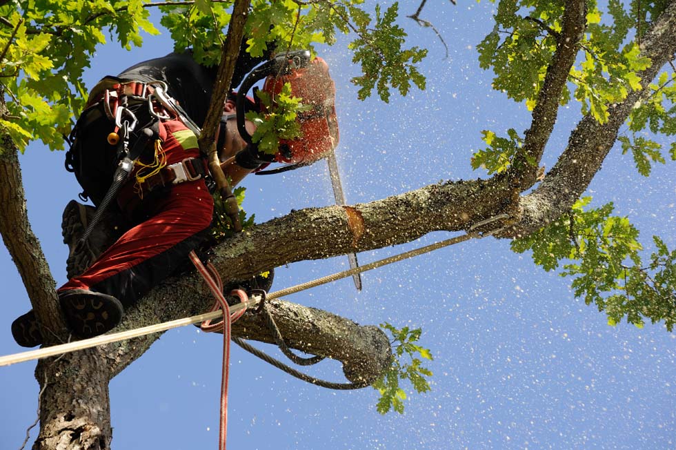 élagage d'arbre raisonné