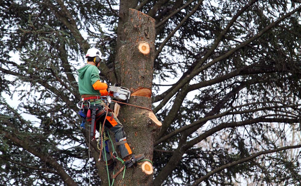 élagueur d'un gros arbre