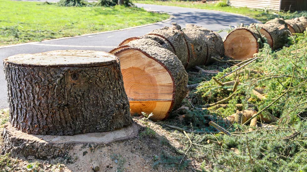 arbre débité danger près d'une route